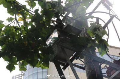 雁江供電公司修理10kV中晶二線上樹枝，變身“伐木工”