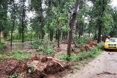 沛縣供電公司搶修受損線路，及時消缺安全隱患