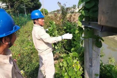 淮安供電營業部施河供電所開展藤蔓清理消缺工作