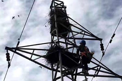 招遠市供電公司在35千伏鄒里線張星支線安裝驅鳥設備