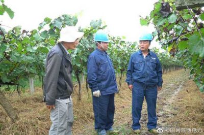加快農網改造 帶動“葡萄經濟”