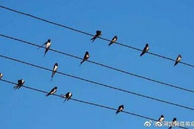 小鳥站在高壓電線上，不怕電？