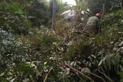 “剃須理發”，保持供電線路暢通