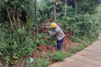 在10千伏螺新線犁耙分支線進行巡線和砍青掃障工作