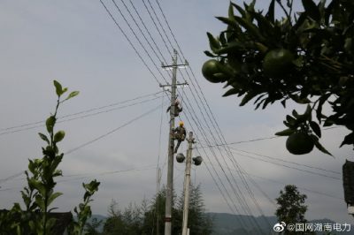 對更換線路10千伏王李線李子園支線4號至7號桿進行金具安裝、導線展放及搭火作業(yè)