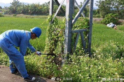 清除纏繞藤蔓，為桿塔“理發”