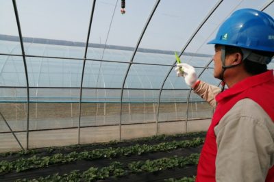 草莓花開正艷，“紅馬甲”為草莓上市“保駕護航”