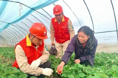 對草莓大棚用電線路、排灌設備進行檢查維護